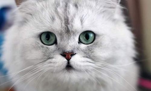 爆料最新款金吉拉,揭秘豪华座驾的尖端科技与时尚风采